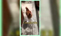 娱乐精神吃瓜群众,吃瓜群众围观年度大戏